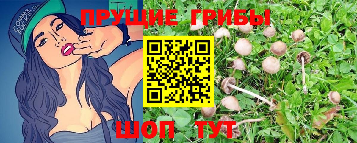 Псилоцибиновые грибы Psilocybine cubensis Ирбит